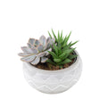 Succulent Mixed in Marrakesh Bowl Plants By Post