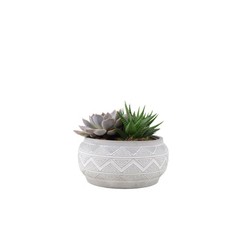 Succulent Mixed in Marrakesh Bowl Plants By Post