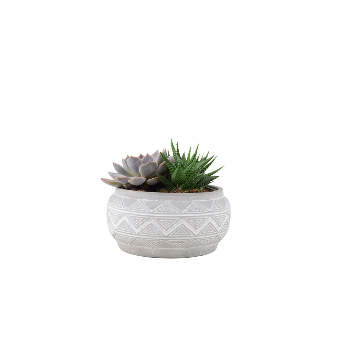 Succulent Mixed in Marrakesh Bowl Plants By Post