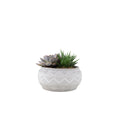 Succulent Mixed in Marrakesh Bowl Plants By Post