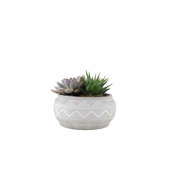 Succulent Mixed in Marrakesh Bowl Plants By Post
