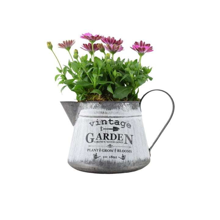 Vintage Jug with Osteospermum Pink - Charming Floral Garden Gift Plants By Post