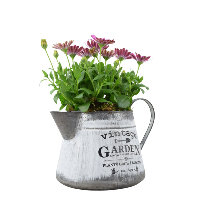 Vintage Jug with Osteospermum Pink - Charming Floral Garden Gift Plants By Post