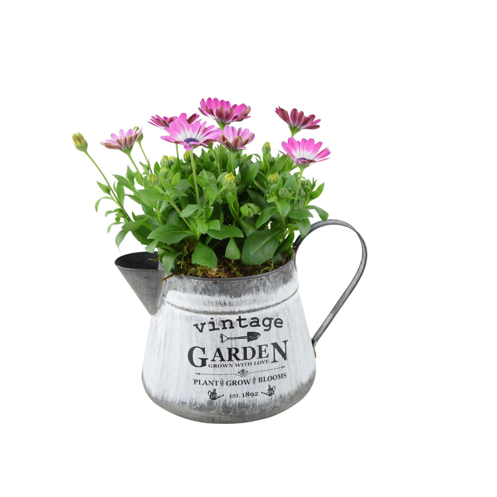 Vintage Jug with Osteospermum Pink - Charming Floral Garden Gift Plants By Post