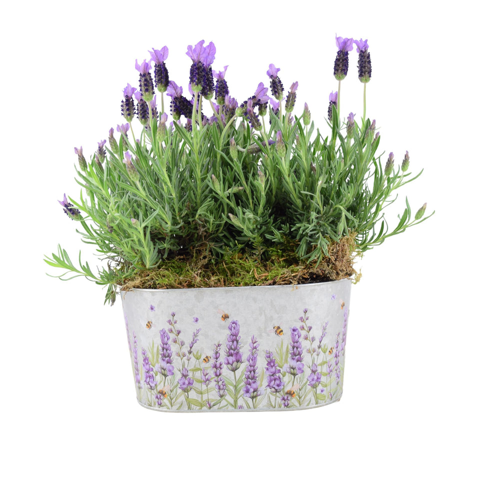 French Lavender Trough - Aromatic Purple Mediterranean Plant for Patios Plants By Post