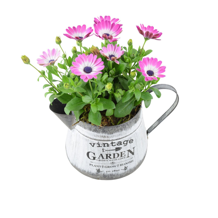 Vintage Jug with Osteospermum Pink - Charming Floral Garden Gift Plants By Post