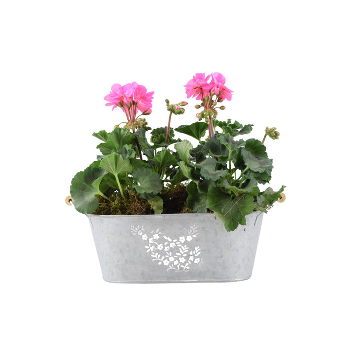 Zonal Geranium in Floral Trough - Vibrant Pink Garden Display Plants By Post