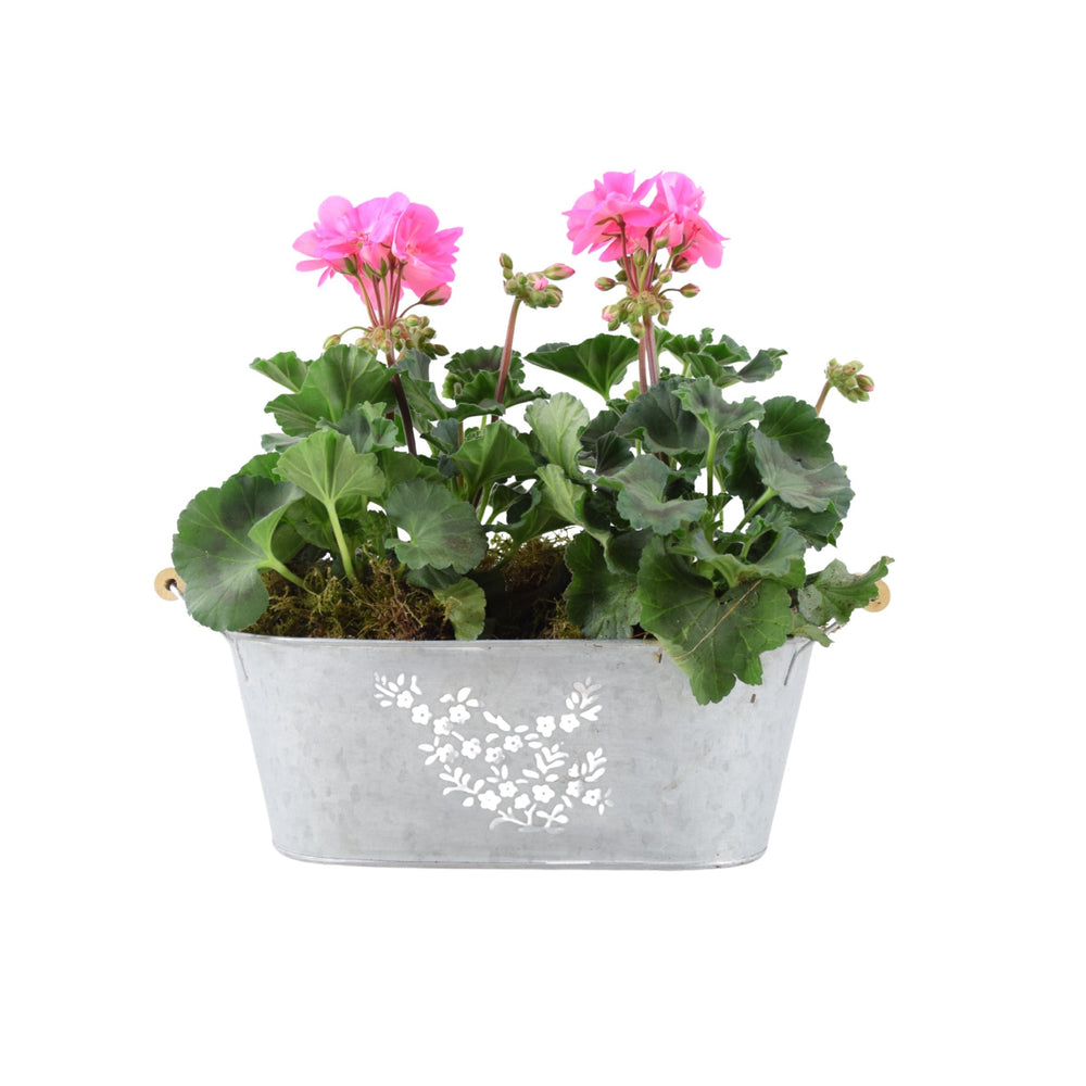Zonal Geranium in Floral Trough - Vibrant Pink Garden Display Plants By Post