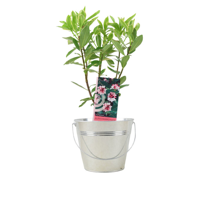 Daphne odora Aureomarginata - Fragrant Winter-Flowering Shrub Plants By Post