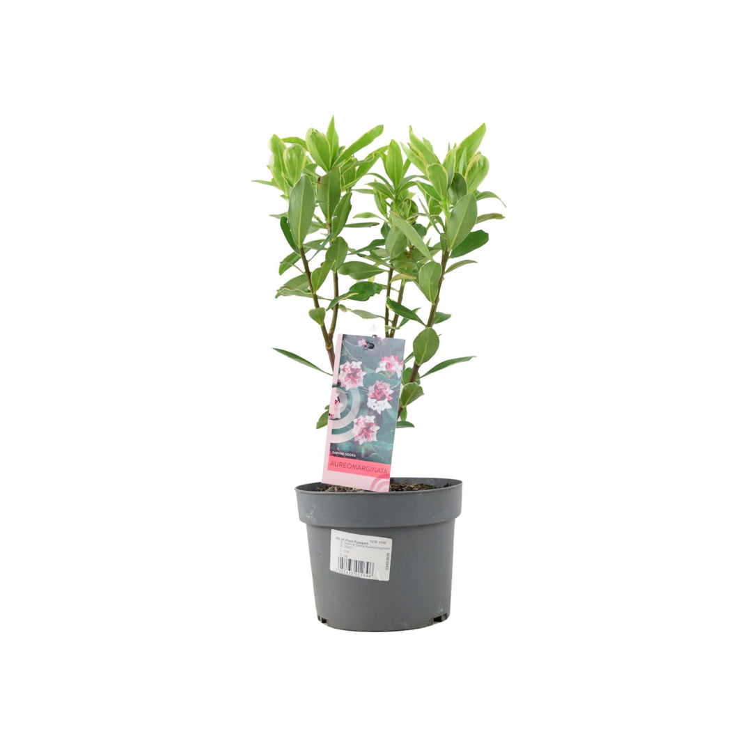 Daphne odora Aureomarginata - Fragrant Winter-Flowering Shrub Plants By Post