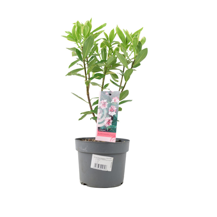 Daphne odora Aureomarginata - Fragrant Winter-Flowering Shrub Plants By Post