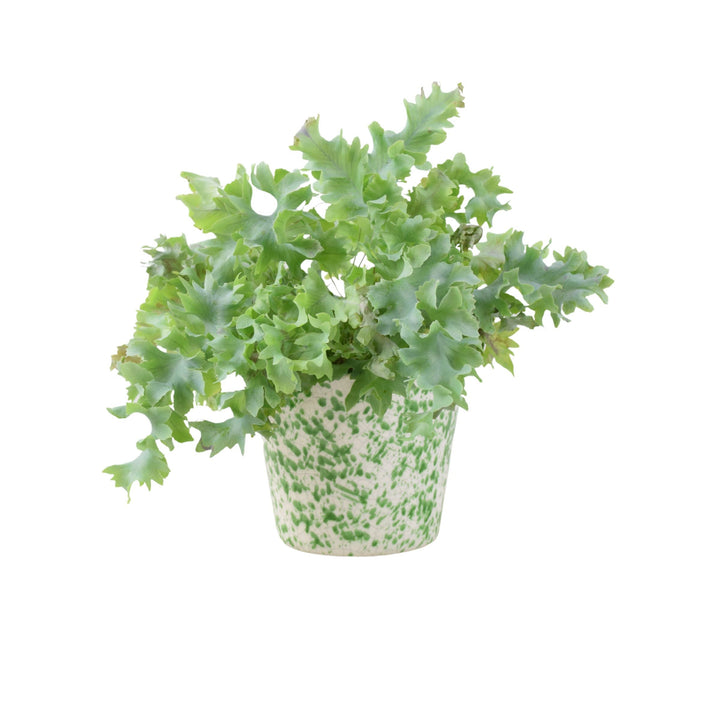 Phlebodium Davana - Ruffled Blue Star Fern Indoor Plant Plants By Post