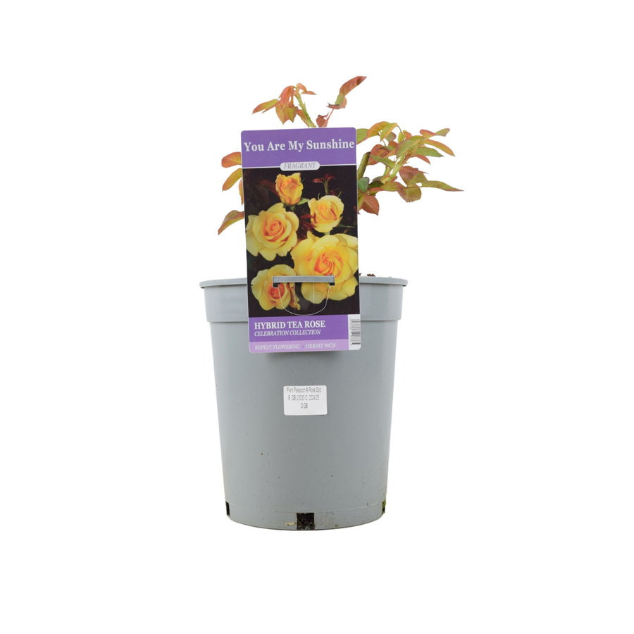 Rose You Are My Sunshine - Vibrant Yellow Patio Rose in 4L Pot Plants By Post