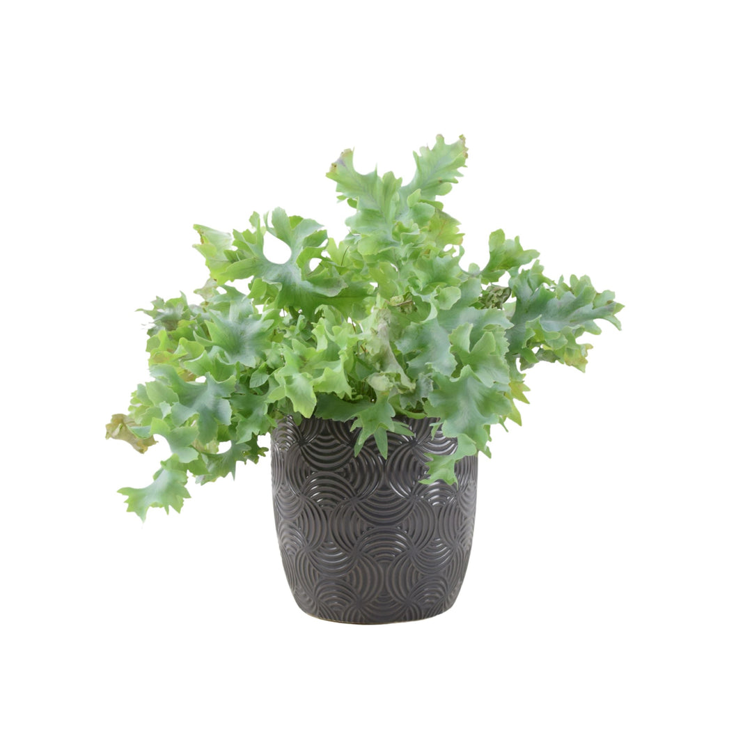 Phlebodium Davana - Ruffled Blue Star Fern Indoor Plant Plants By Post
