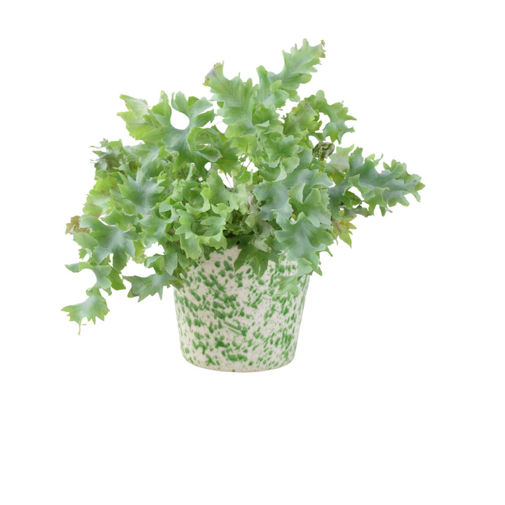 Phlebodium Davana - Ruffled Blue Star Fern Indoor Plant Plants By Post