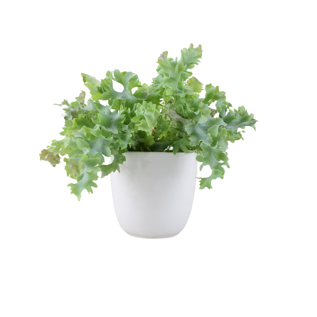 Phlebodium Davana - Ruffled Blue Star Fern Indoor Plant Plants By Post