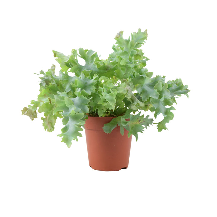 Phlebodium Davana - Ruffled Blue Star Fern Indoor Plant Plants By Post