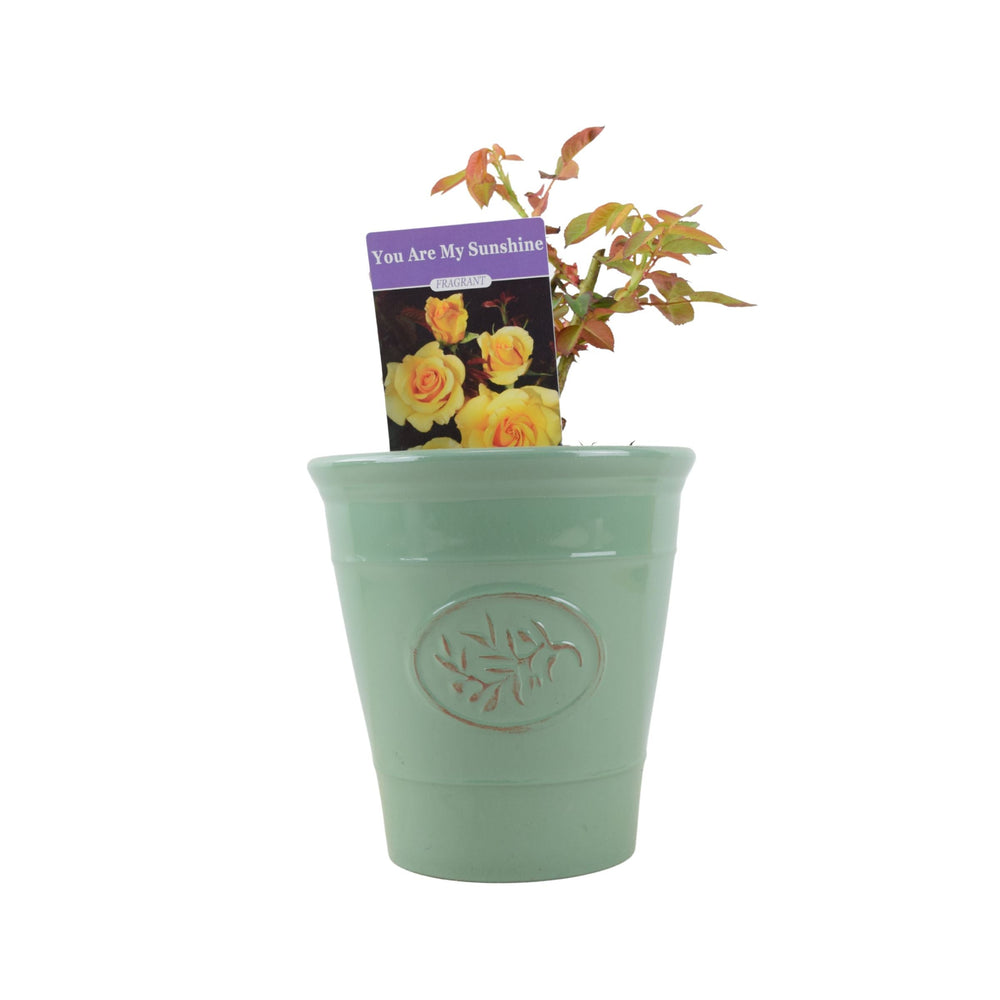 Rose You Are My Sunshine - Vibrant Yellow Patio Rose in 4L Pot Plants By Post
