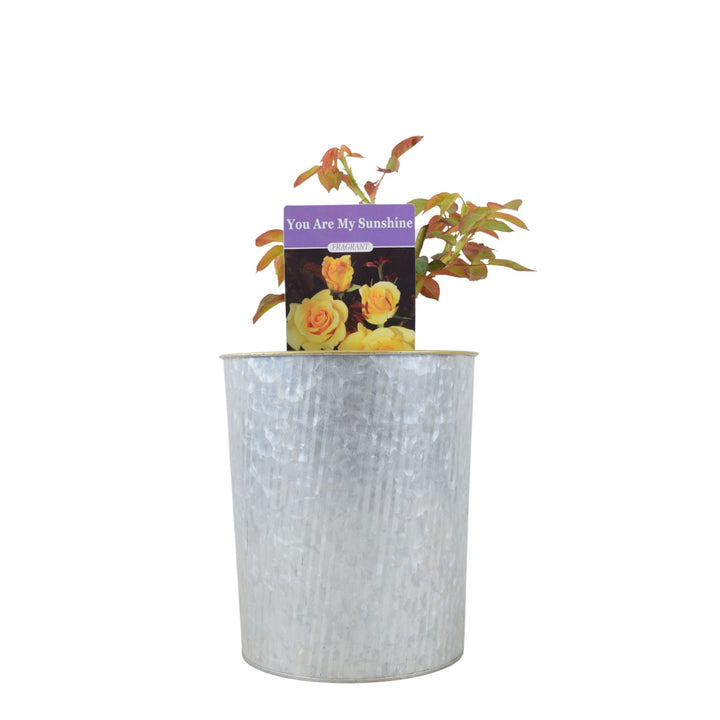 Rose You Are My Sunshine - Vibrant Yellow Patio Rose in 4L Pot Plants By Post