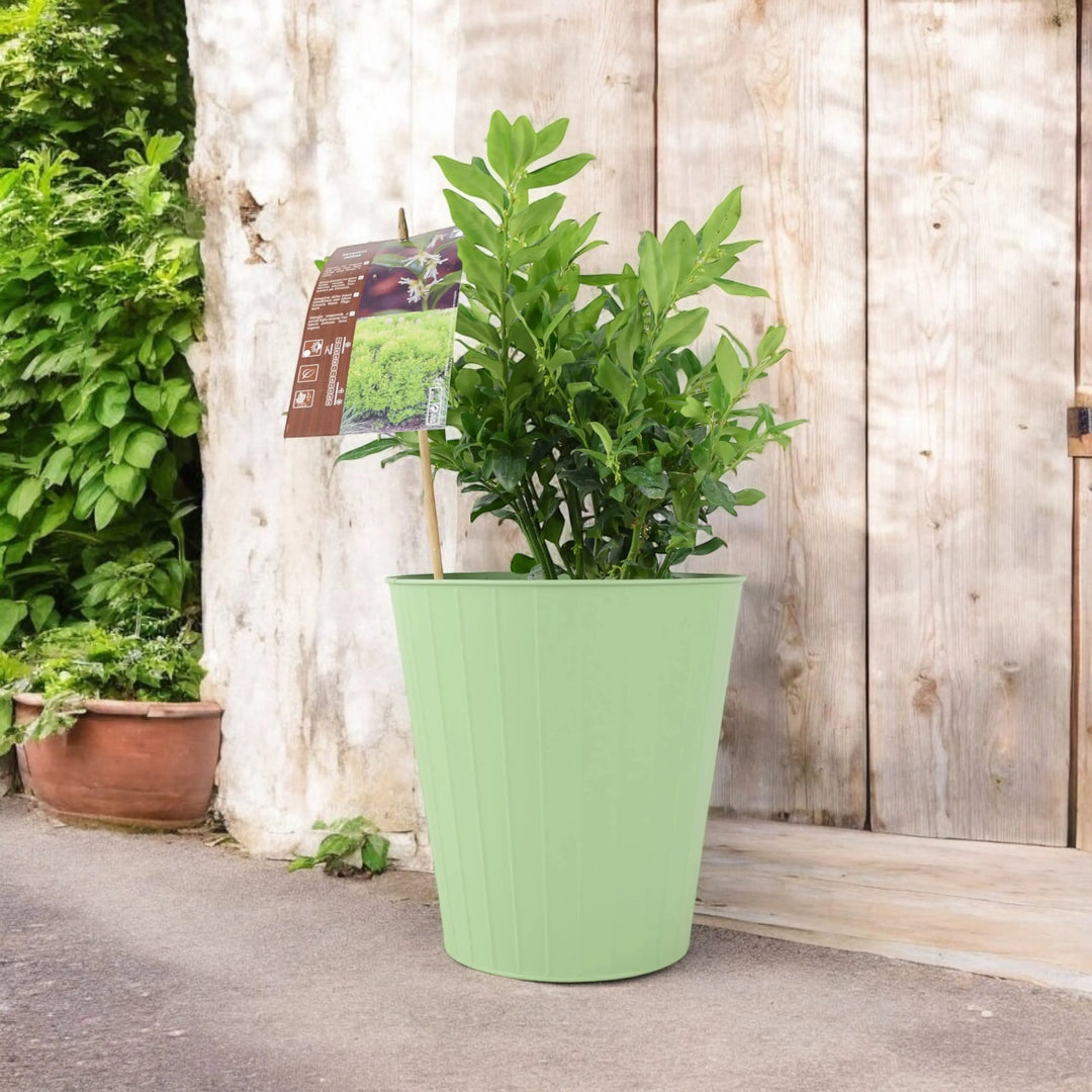 Sarcococca confusa Sweet Box Plants By Post