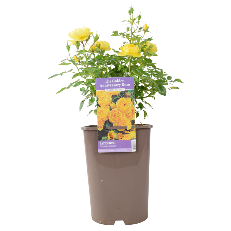 The Golden Anniversary Rose - Yellow Patio Rose with Fragrance Plants By Post