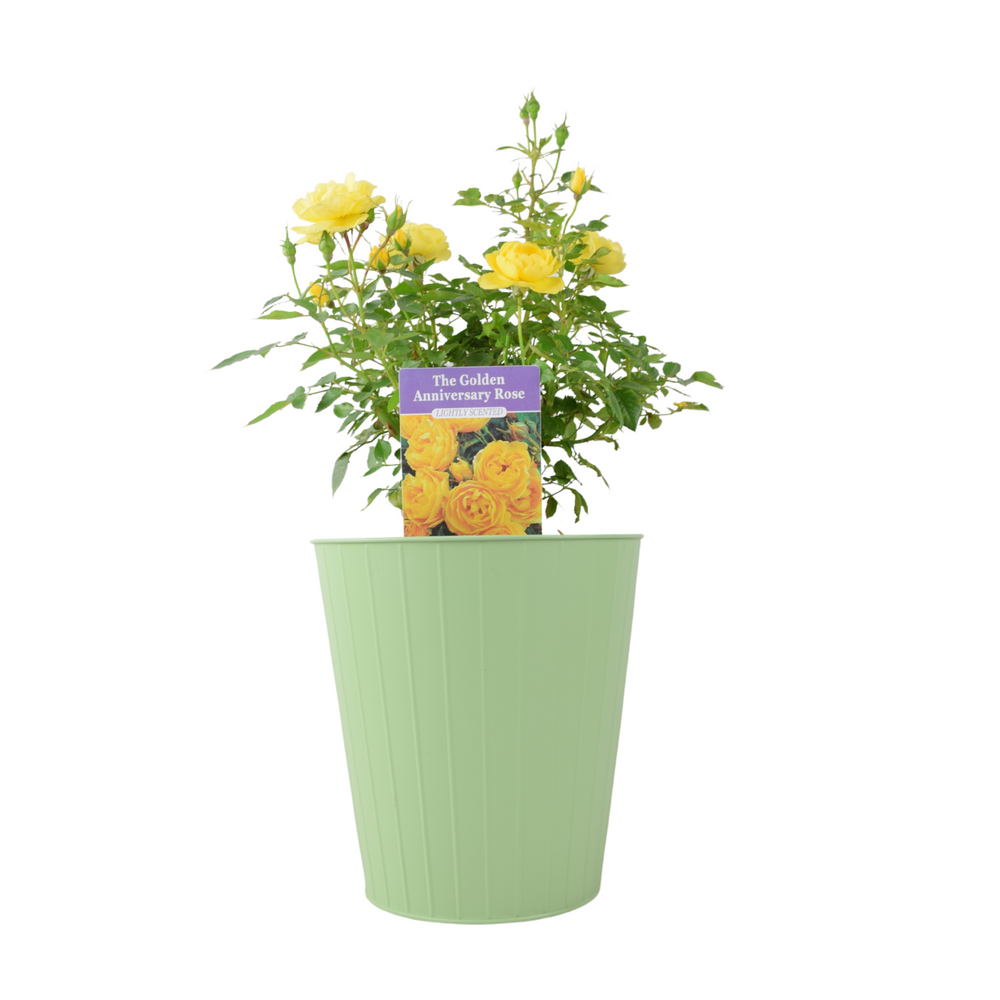 The Golden Anniversary Rose - Yellow Patio Rose with Fragrance Plants By Post