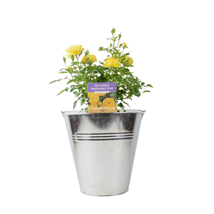 The Golden Anniversary Rose - Yellow Patio Rose with Fragrance Plants By Post