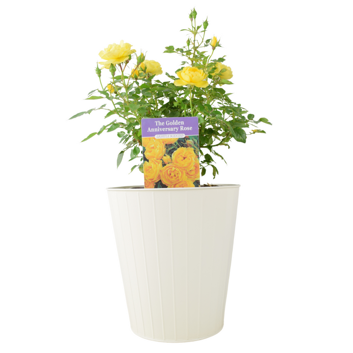 The Golden Anniversary Rose - Yellow Patio Rose with Fragrance Plants By Post