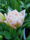 Tulip 'Dreamer' (15 Bulbs) The Rose Press Garden