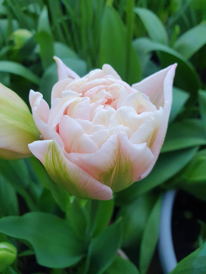 Tulip 'Dreamer' (15 Bulbs) The Rose Press Garden