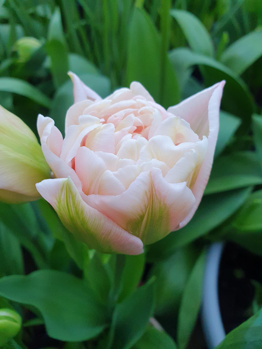 Tulip 'Dreamer' (15 Bulbs) The Rose Press Garden
