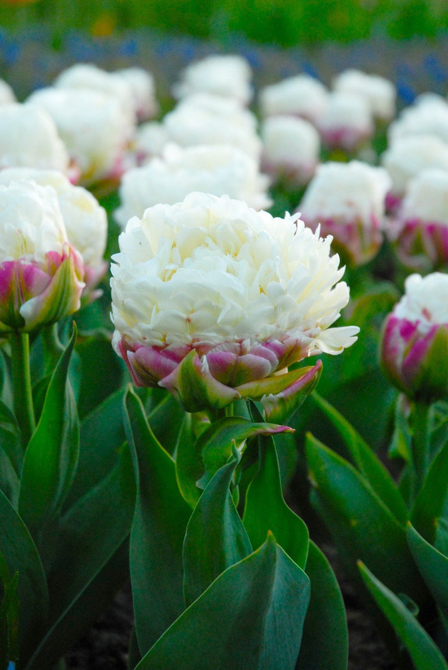 Tulip 'Ice Cream' (15 Bulbs) The Rose Press Garden