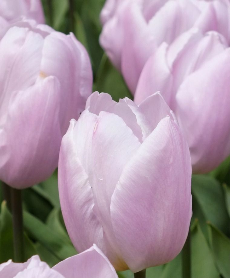 Tulip Candy Price Triumph Tulip Bulbs – Soft Pink Spring Flowers