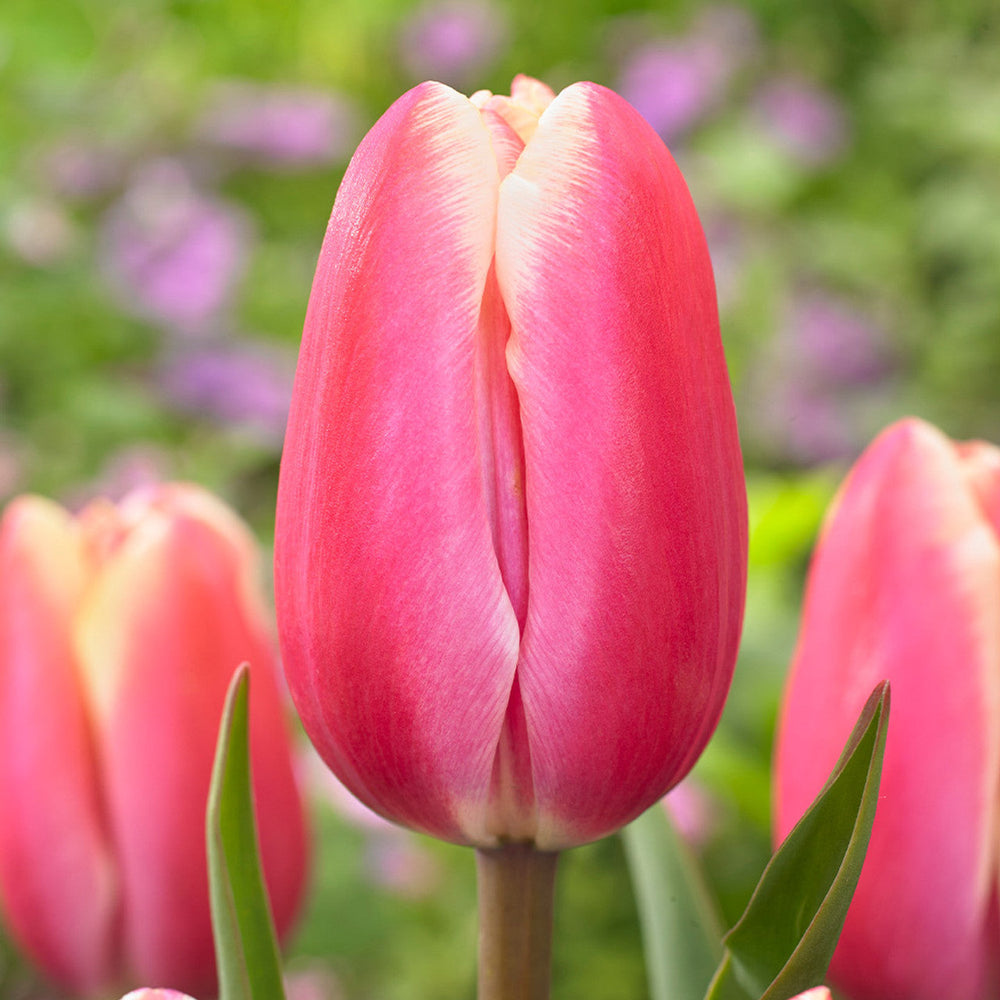 Tulip ‘umbo Pink – Triumph Tulip (15 Bulbs per Bag) Plants By Post