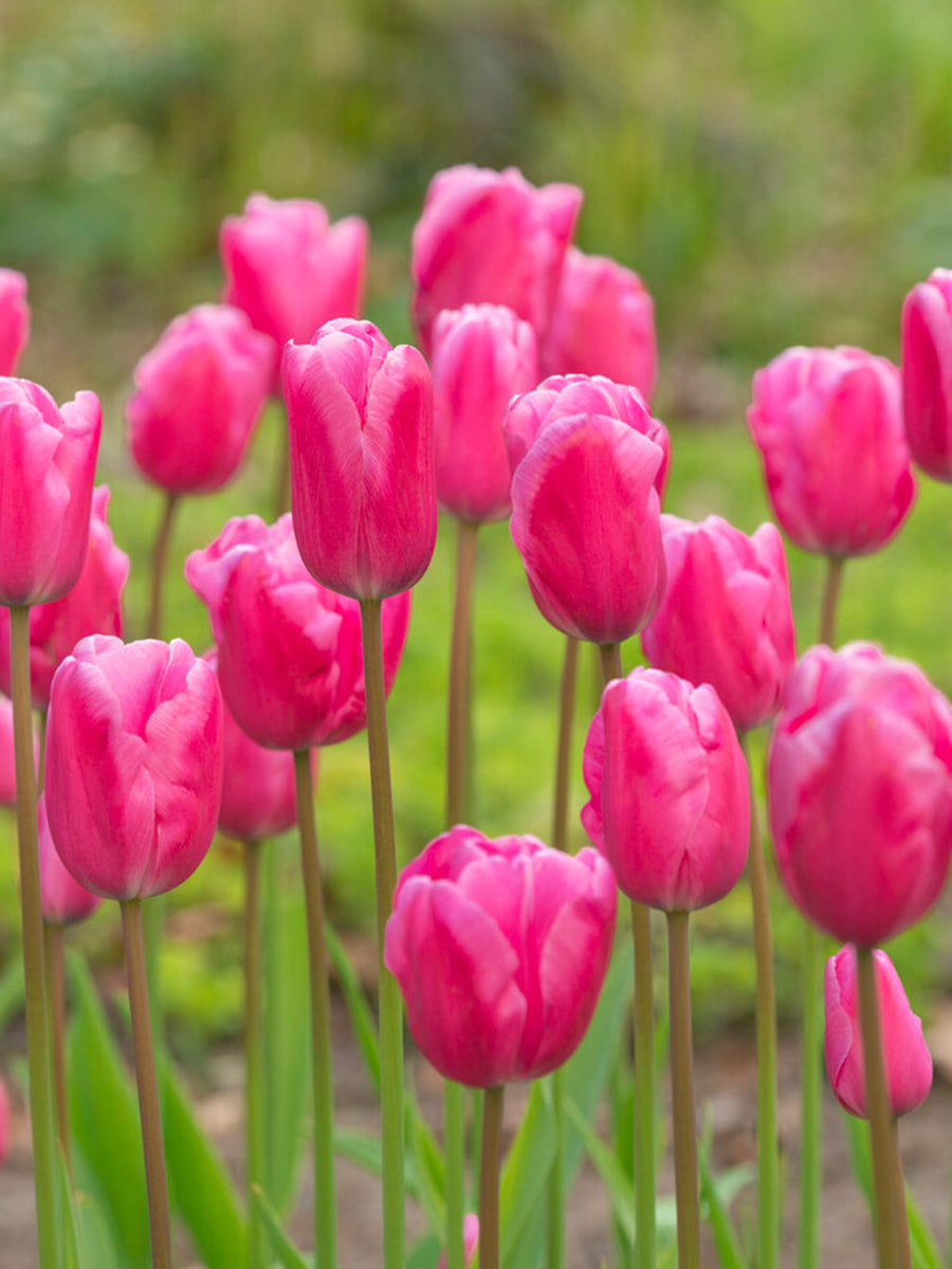 Tulip ‘umbo Pink – Triumph Tulip (15 Bulbs per Bag) Plants By Post