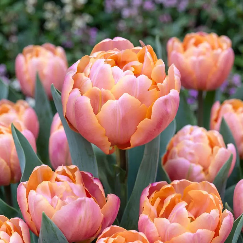 Tulip Pink Star – Pack of 15 Pink Spring Flowering Bulbs