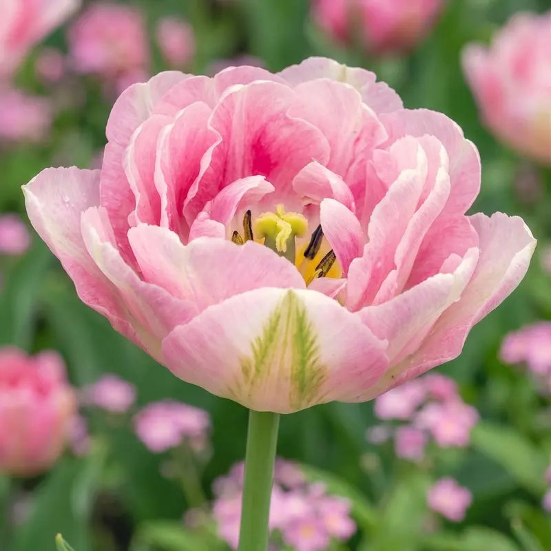 Tulipa Angelique – Pack of 15 Double Pink Peony-Flowered Tulip Bulbs