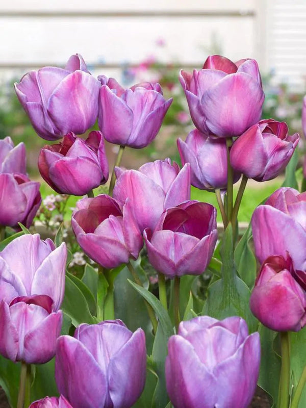 Tulip Blue Heaven (15 bulbs) – Striking Violet-Blue Tulips Plants By Post