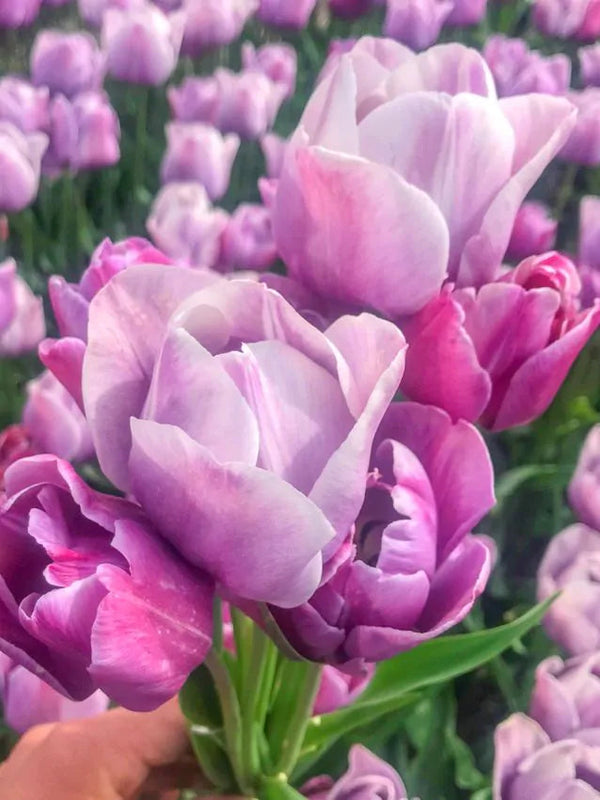 Tulip Blue Heaven (15 bulbs) – Striking Violet-Blue Tulips Plants By Post