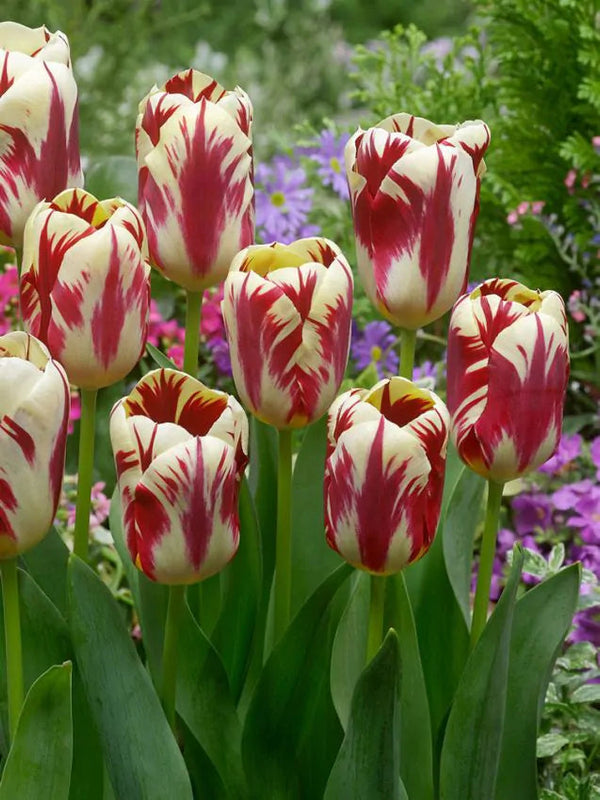 Tulipa Grand Perfection (15 bulbs) – Cream Tulips with Bold Red Flames Plants By Post
