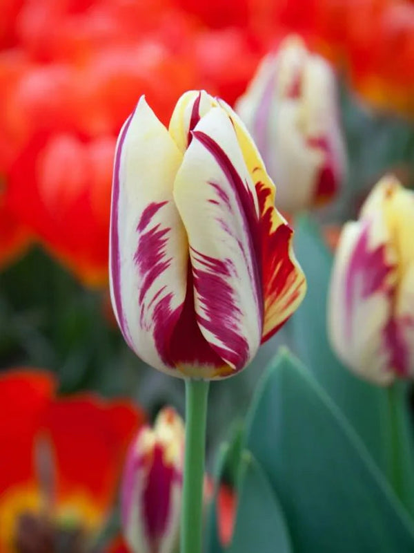 Tulipa Grand Perfection (15 bulbs) – Cream Tulips with Bold Red Flames Plants By Post