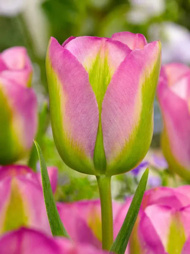 Tulipa Groenland (15 bulbs) – Green and Pink Spring Tulips The Rose Press Garden