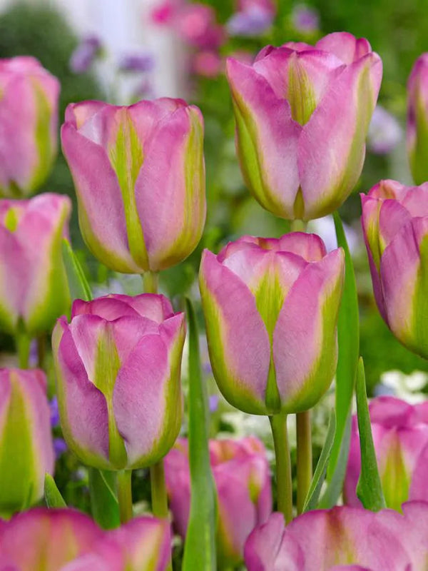 Tulipa Groenland (15 bulbs) – Green and Pink Spring Tulips Plants By Post