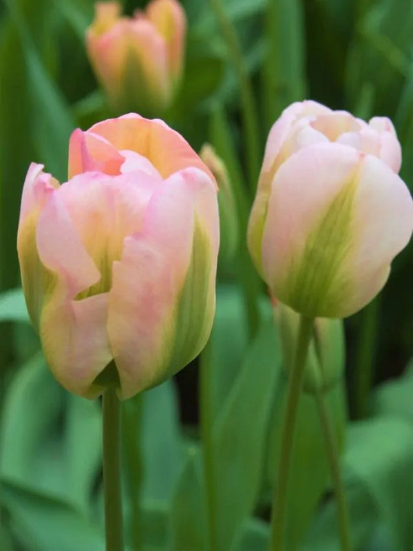 Tulipa Groenland (15 bulbs) – Green and Pink Spring Tulips Plants By Post