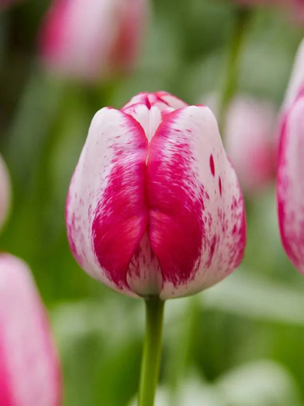 Tulip Hot Pants (15 bulbs) – Bold White and Magenta Tulips Plants By Post