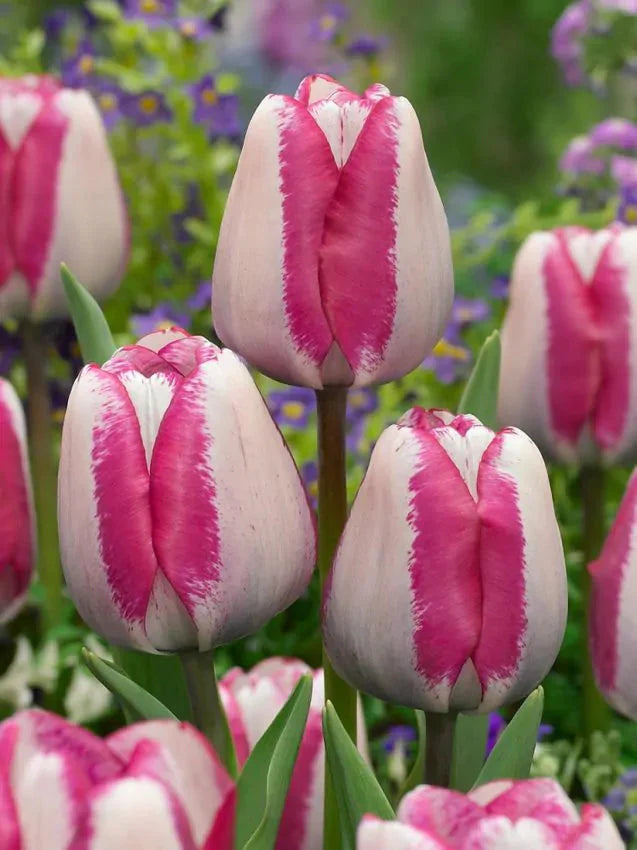 Tulip Hot Pants (15 bulbs) – Bold White and Magenta Tulips The Rose Press Garden