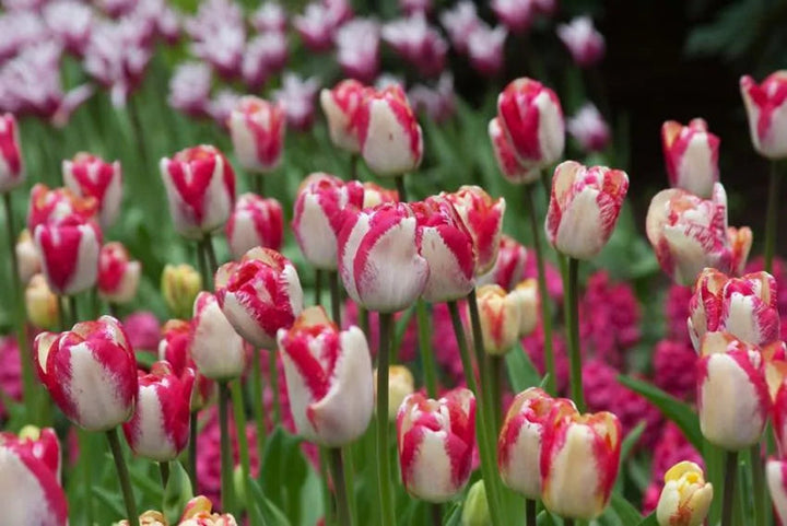 Tulip Hot Pants (15 bulbs) – Bold White and Magenta Tulips Plants By Post