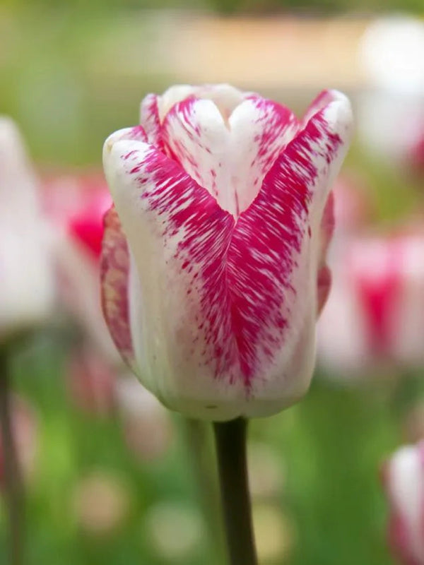 Tulip Hot Pants (15 bulbs) – Bold White and Magenta Tulips Plants By Post
