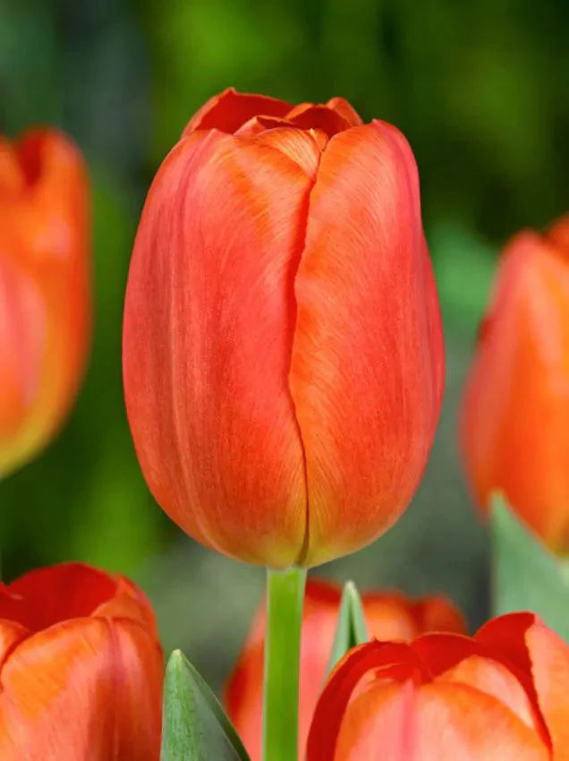 Tulip Orange Cassini (15 bulbs) – Vibrant Tangerine Tulips for Spring The Rose Press Garden