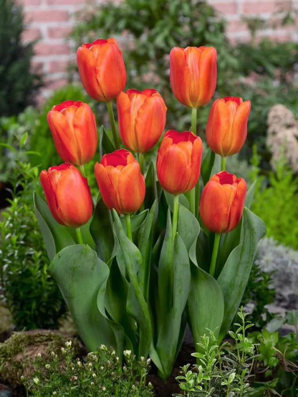 Tulip Orange Cassini (15 bulbs) – Vibrant Tangerine Tulips for Spring Plants By Post